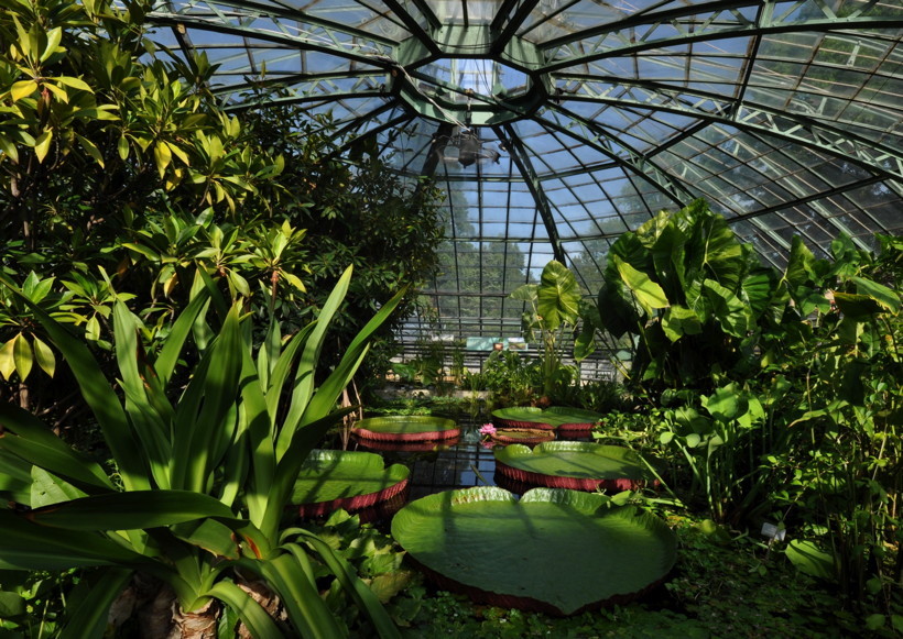 Botanischer Garten der Universität Basel Mamilade