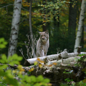 wildpark langenberg zuerich ausflugstipp mamilade, zoo gratis zuerich