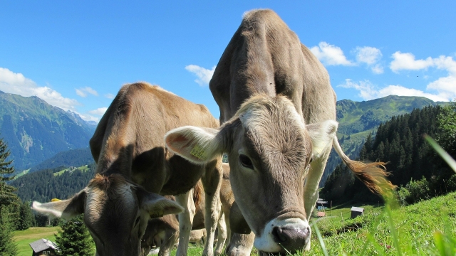 laengenberger bauernpfad in niedermuhlern ausflugstipp mamilade