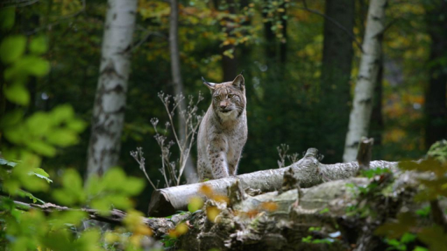 wildpark langenberg zuerich ausflugstipp mamilade, zoo gratis zuerich